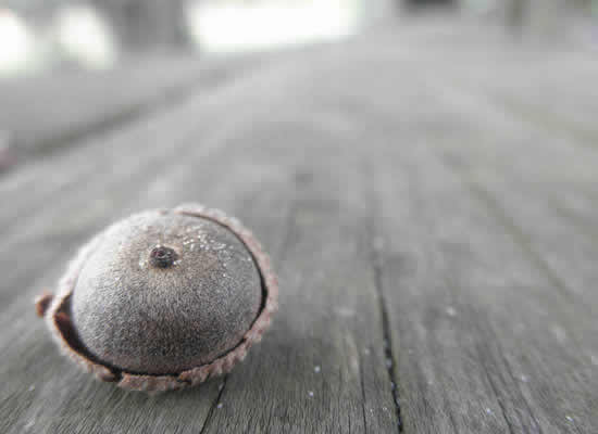 Macro Picture Example