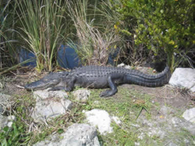 Alligator