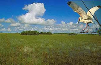 Crane flies over Everglades