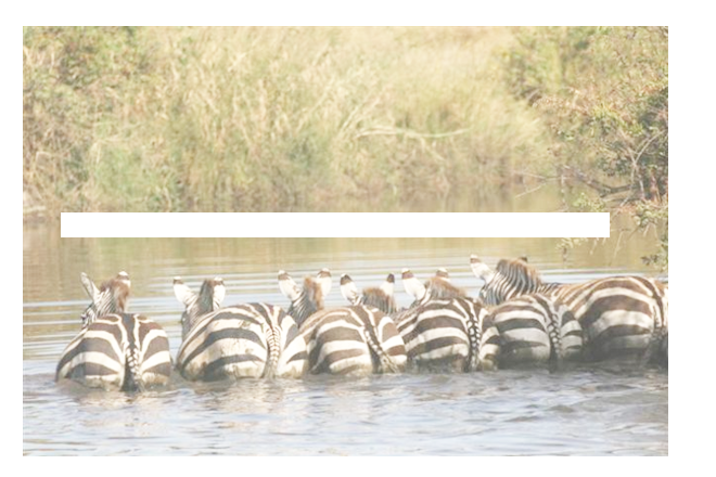 Back of zebras in water.