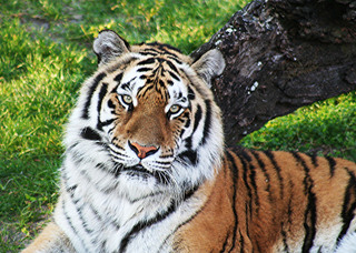 Bengal Tiger