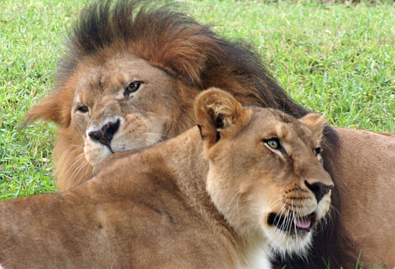 Lion Couple