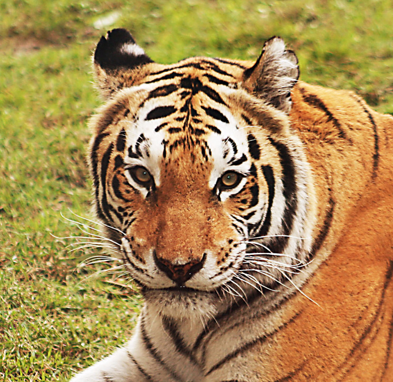 Bengal Tiger Headshot