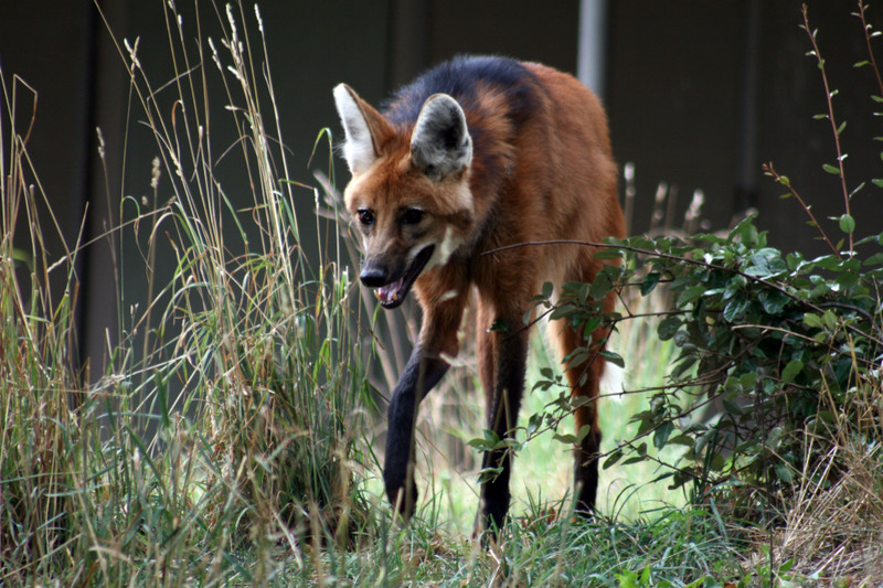 Maned Wolf